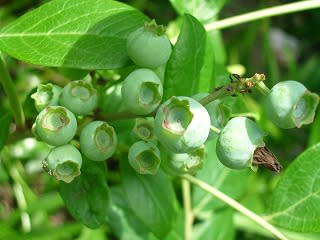 ブルーベリーの実が生っています