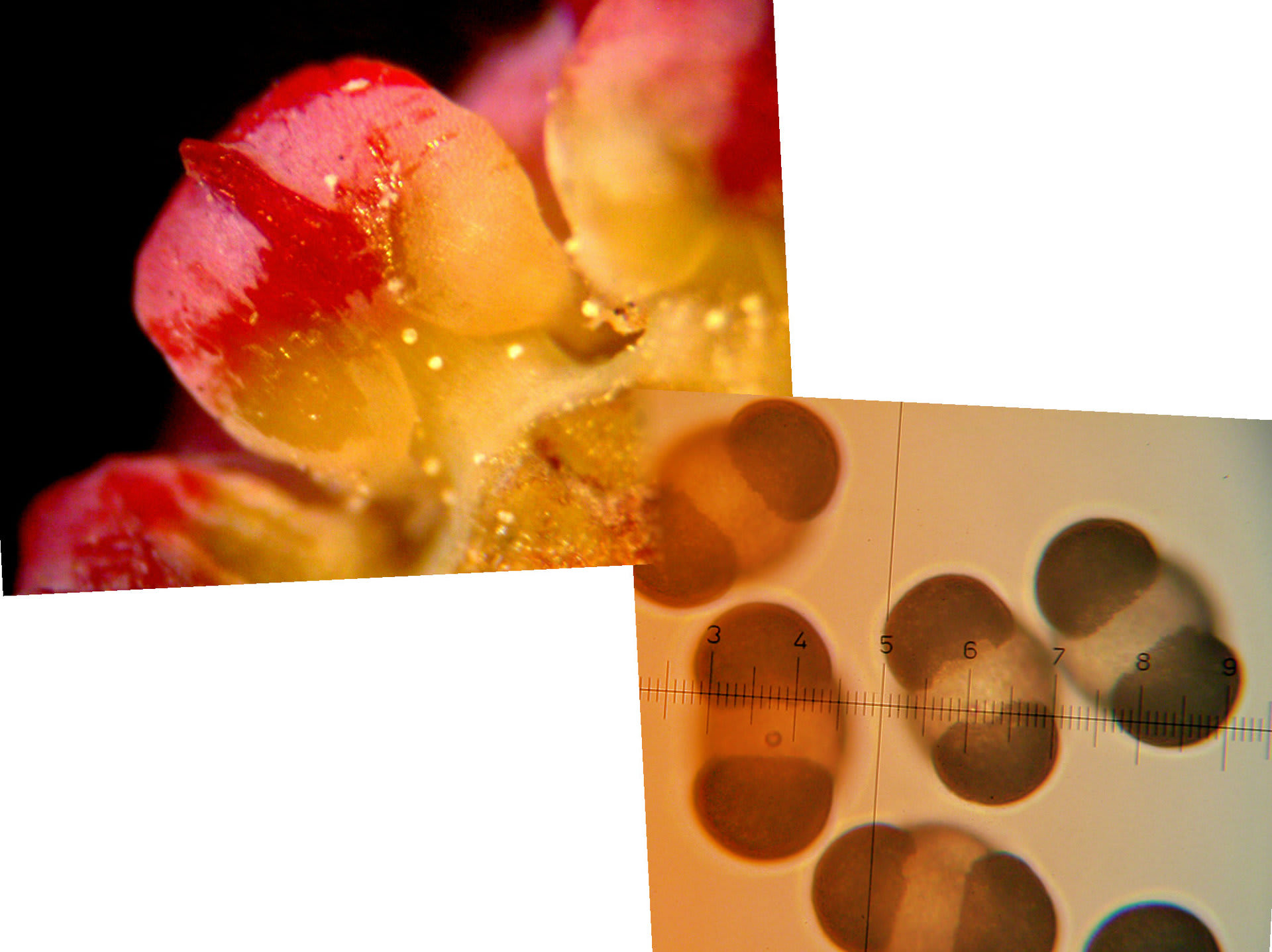 マツの花 胚珠と花粉 マイクロメートルの世界