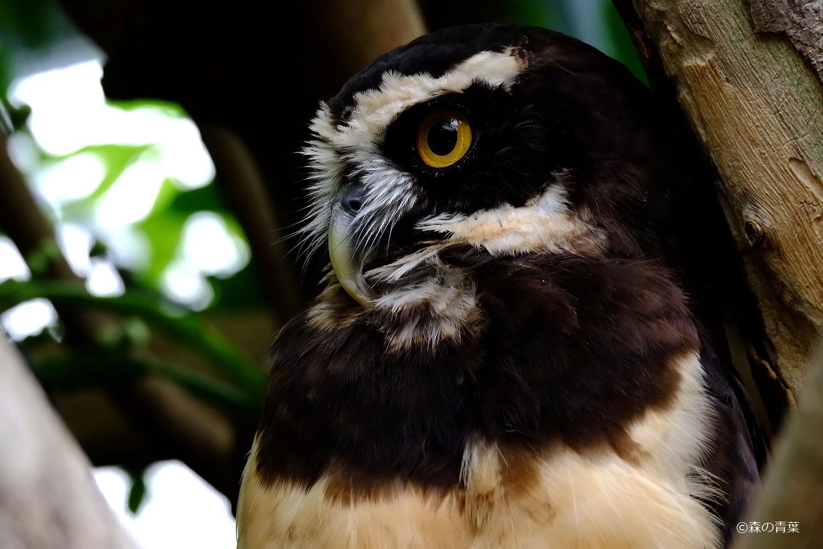 フクロウ 伊豆サボテン動物公園 森の青葉 Borgで身近な月 太陽 野鳥撮影ブログ