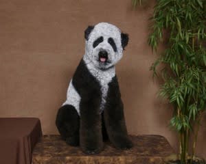 パンダ犬 もののはじめblog パンダ犬 もののはじめblog