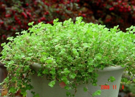 小さな 小さな ソレイロリア ベビーティアーズ の花 グリーンフォレスト 歳時日記 小さな 小さな ソレイロリア ベビーティアーズ の花 グリーンフォレスト 歳時日記