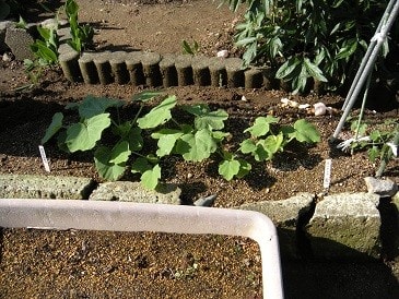 庭の家庭菜園に野菜苗を植えました いわき いわき うぶすな広場だより