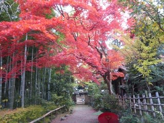 百草園 紅葉まつり 1 にゃんこの昼寝 百草園 紅葉まつり 1 にゃんこの昼寝