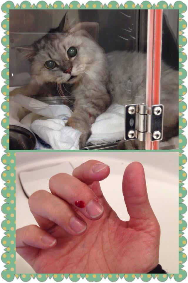 猫の痙攣発作 keiの徒然日記