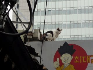 インサドン　ねこ