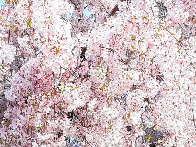 桜の画像　tataraworks