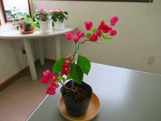挿し芽のブーゲンビリアの経過 有機肥料販売 開発 ｌ ｂエンヂニアリング 株