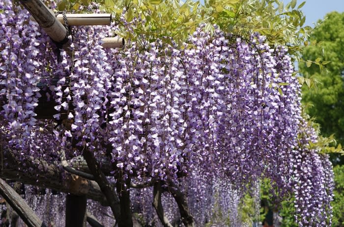 藤まつり 藤の花 亀戸天神社 都内散歩 散歩と写真