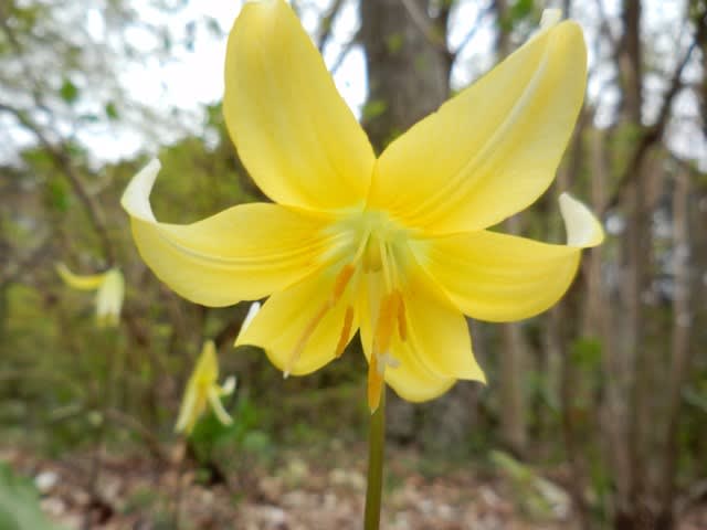 散歩花写真 カタクリ 片栗黄色 ウォーキングで花を観察し四季を感じる 季節の花地図を作ろう