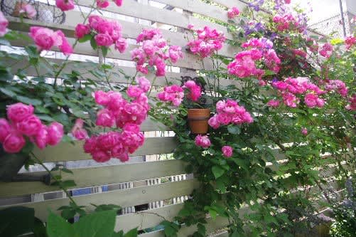 クレマチスにはアイアンフェンス 小さな庭の花日記