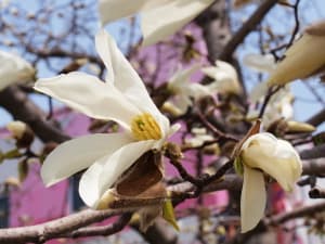 マグノリアの季節 広く浅く