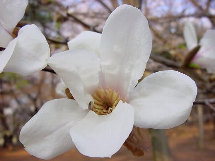 モクレン科の花たち 08模様 ｇｏｒｏ ｓ 花 ｄｉａｒｙ