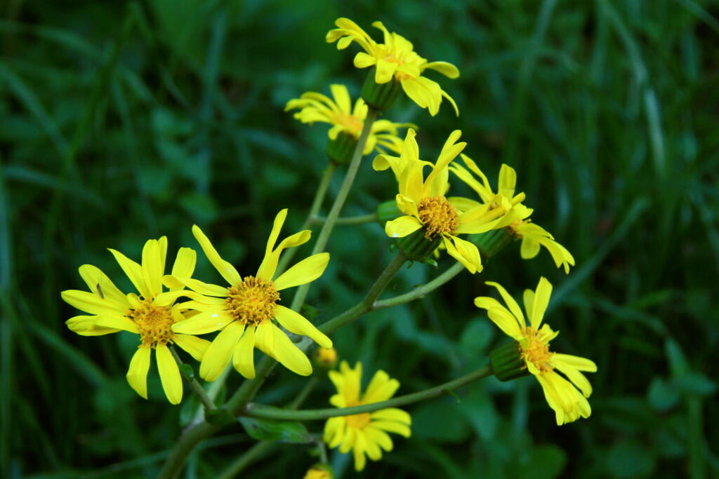 季節の花　ツワブキの画像