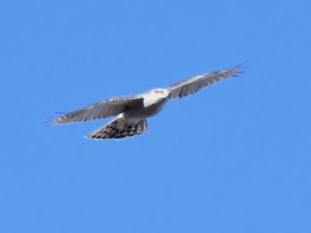 初春のオオタカ飛翔１ 鳥 連続写真 掲載中