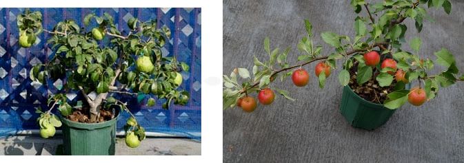 家庭で果樹栽培をしてみませんか 屋上果樹園ブログ