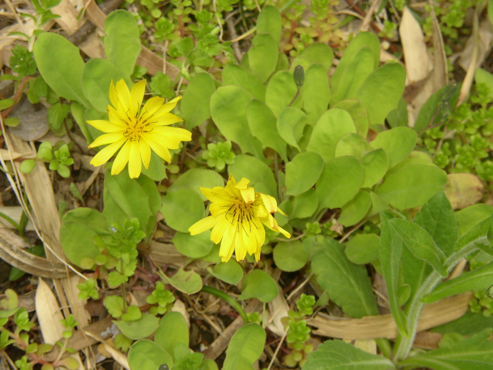 野の花 我が家の花 ４月１８日 詩吟と健康