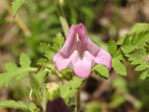 高ボッチ高原・鉢伏山で最近咲いている花　コシオガマ（小塩竈）