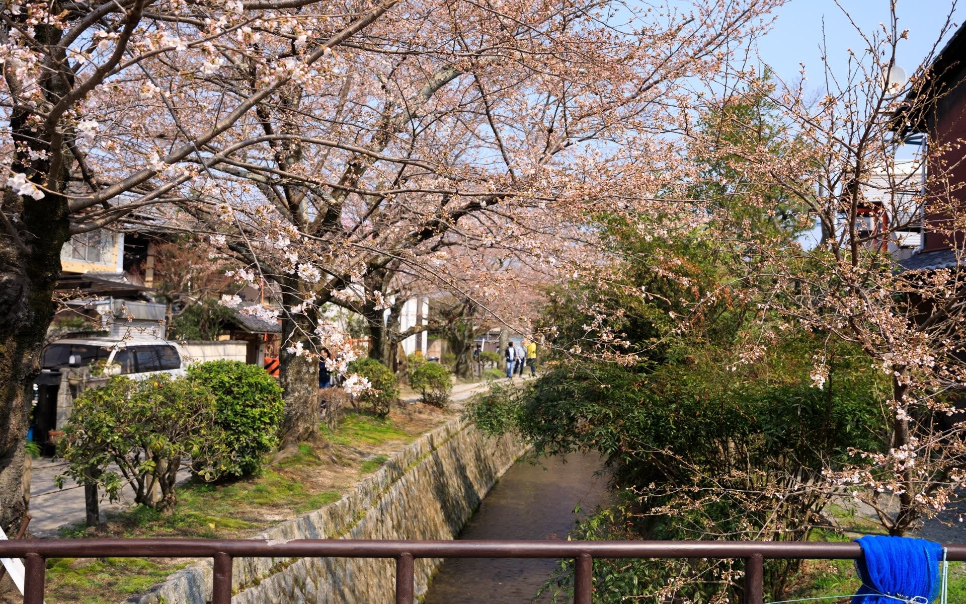 18年桜の京都 哲学の道の壁紙 計9枚 壁紙 日々駄文