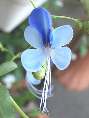 名前のわからない青い花 改め クレロデンドルム ウガンデンセ 花たちに囲まれて