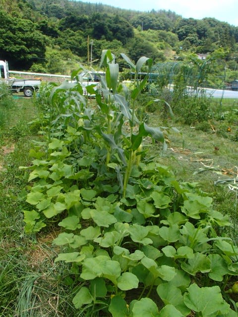 アスパラガスとカボチャ トウモロコシのその後 無農薬 自然菜園 自然農法 自然農 で 自給自足life 持続可能で豊かで自然な暮らしの分かち合い