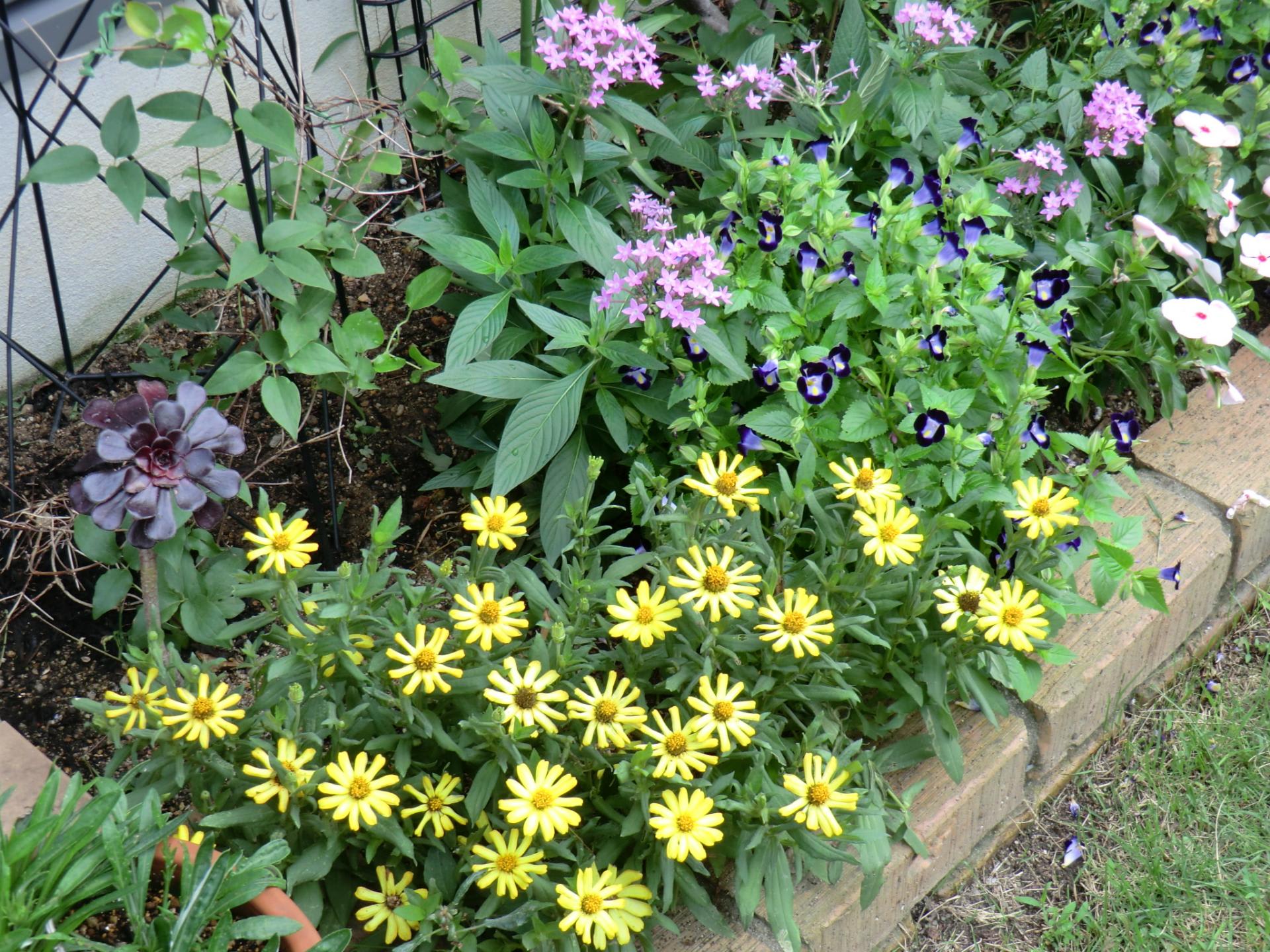 色変わりするジニアと夏花壇 日々のおぼえ 色変わりするジニアと夏花壇 日々のおぼえ