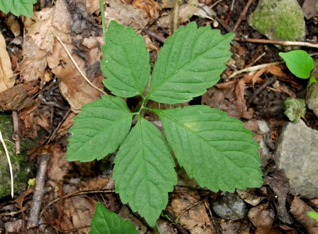 藪を枯らすといわれるヤブガラシ１ 井伊影男の植物観察