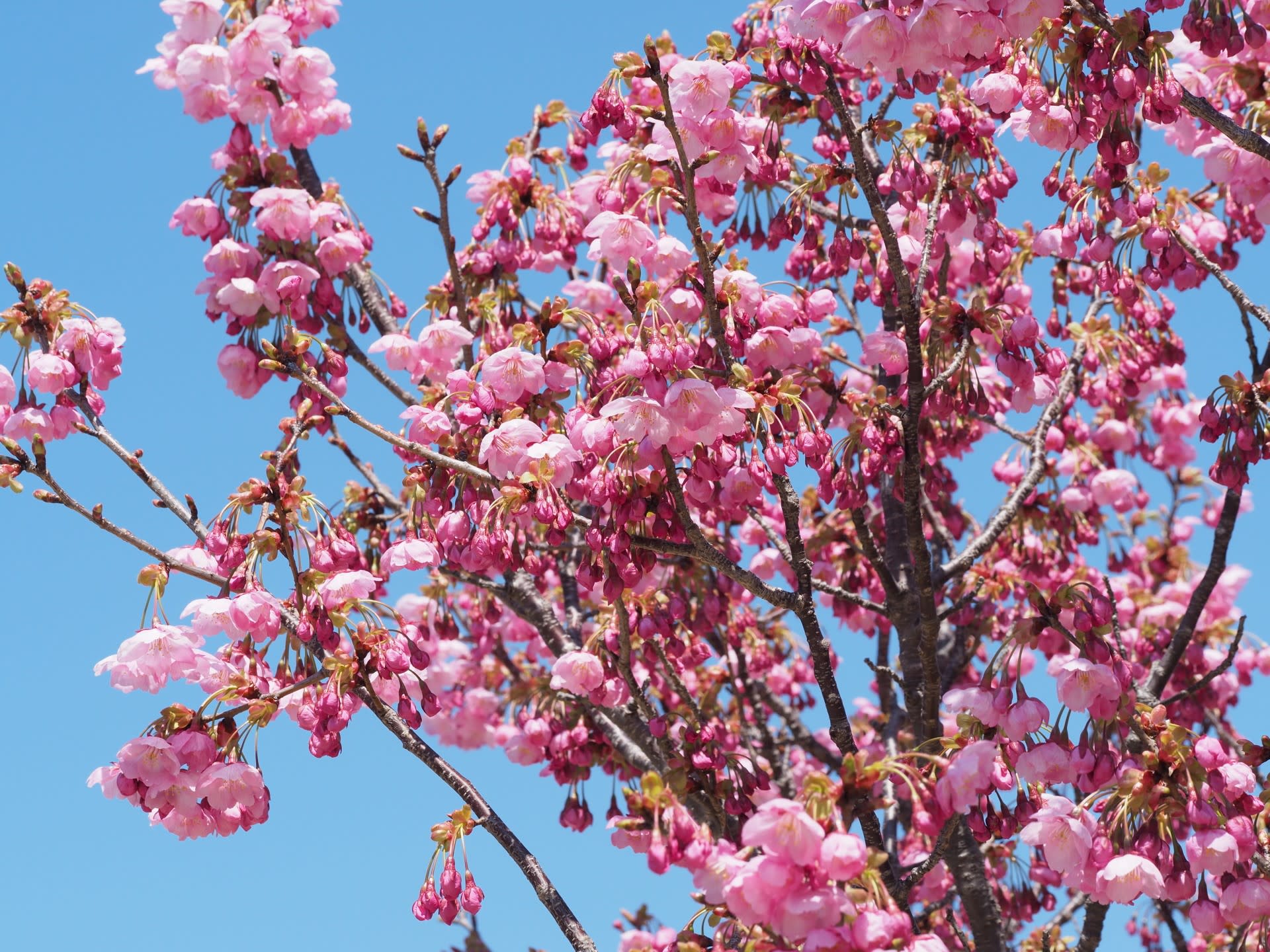 カンヒザクラとヒカンザクラは別の桜なの 花と自然