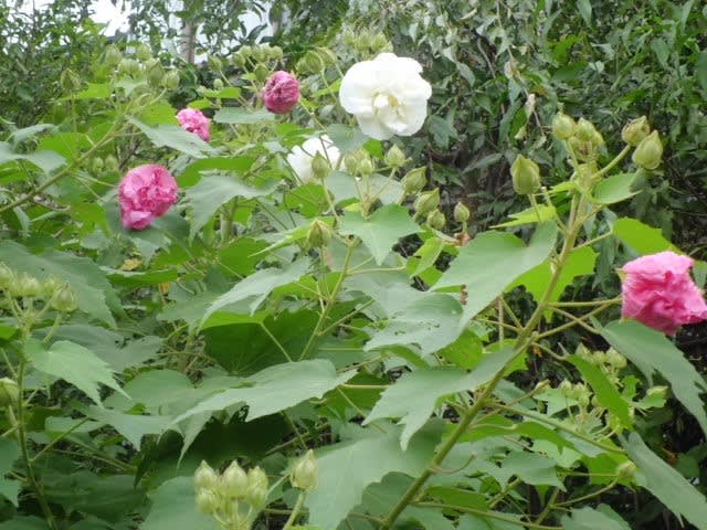スイフヨウ 酔芙蓉 18 花熟里 けじゅくり の静かな日々 スイフヨウ 酔芙蓉 18 花熟里 けじゅくり の静かな日々