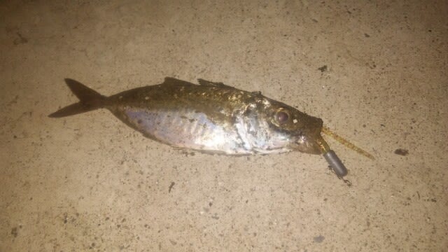 メバリングとアジング たまにエサ tossyの投げ釣り釣行レポート 夢で爆釣 メバリングとアジング たまにエサ tossyの投げ釣り釣行レポート 夢で爆釣