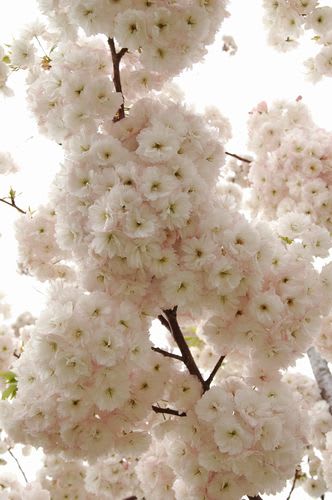sakra072.jpg: 丸く花をつけた八重桜