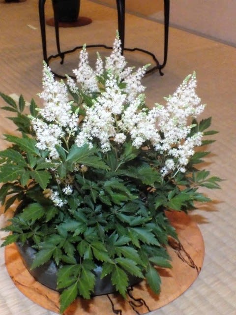 ナチアワモリショウマ 那智泡盛升麻 花追いウォーキング