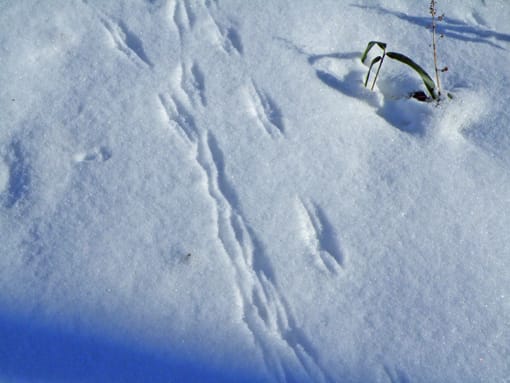 雪の上は動物たちの足跡でいっぱい アニマルトラッキング ネズミの仲間 冬を元気に楽しく 里山散歩 白老の自然情報