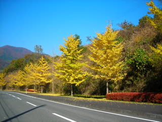 蒜山高原の銀杏並木の紅葉です 一日三組限定 岡山 蒜山高原の癒しの宿泊施設ログペンション森の散歩 蒜山の四季 地産地消の手作り料理など盛り沢山