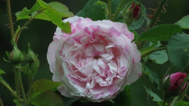 ビレッジメイド Rosa Centifolia Variegata そして双葉バラ園 裏磐梯 秋元湖にほど近い森の中から
