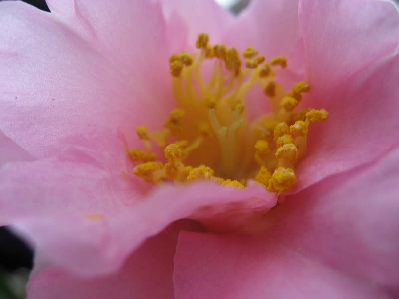 山茶花と柊の甘い香りの花 そして水仙です Naoki M の おしゃべり