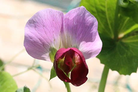 紫エンドウ豆 ツタンカーメン豆 の花が咲きました よちよち歩きのたわごと