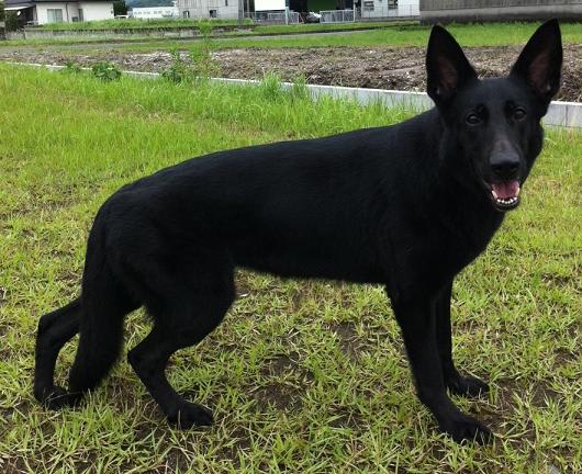 チームウルフ 犬と日々のあれこれ チームウルフ 犬と日々のあれこれ