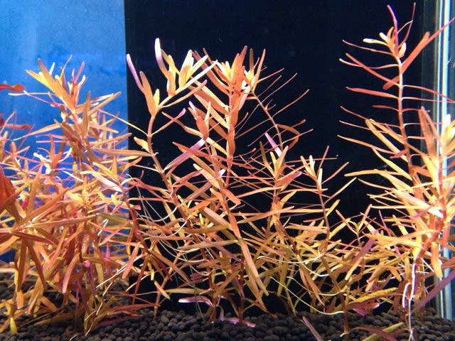 ルドウィジアspスーパーレッドと セルバス平井店 ルドウィジアspスーパーレッドと セルバス平井店