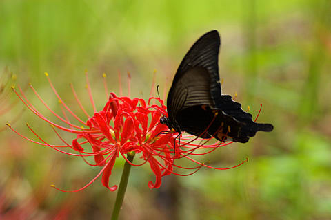 黒い蝶と彼岸花とのコラボ