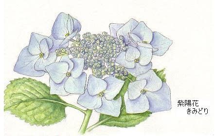 アジサイ 紫陽花 のイラスト 花を描いたポストカード