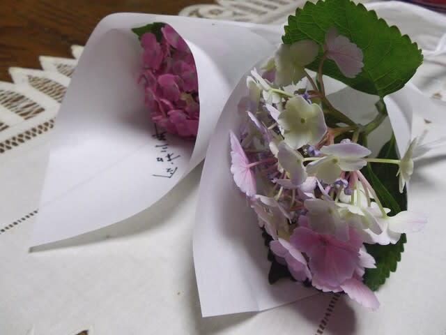 紫陽花をトイレに吊るすおまじないの日 陽だまり 紫陽花をトイレに吊るすおまじないの日 陽だまり