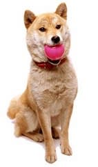 映画 マリと子犬の物語 ルールーのお気に入り