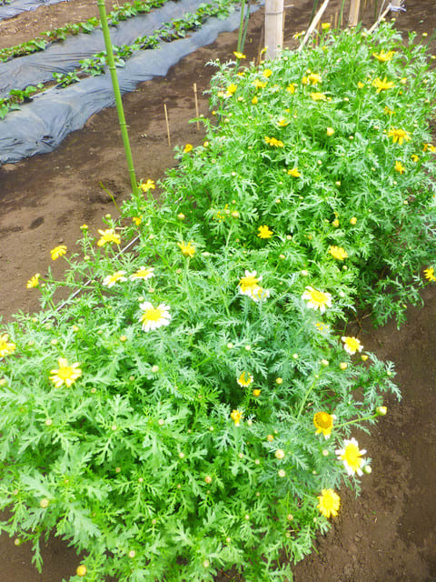 春菊の花は 食べられません れいちゃんのお庭散歩 番外編 春菊の花は 食べられません れいちゃんのお庭散歩 番外編