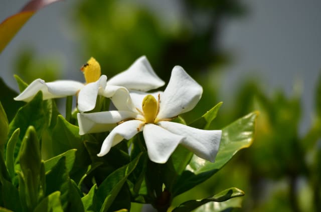 芳香のある白い花 クチナシ テイカカズラ タイサンボク 行く川の流れ