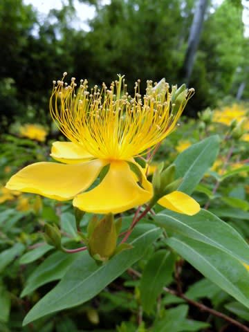 今日のお花 ビヨウヤナギ 未央柳 Toshibouの花便り 今日のお花 ビヨウヤナギ 未央柳 Toshibouの花便り