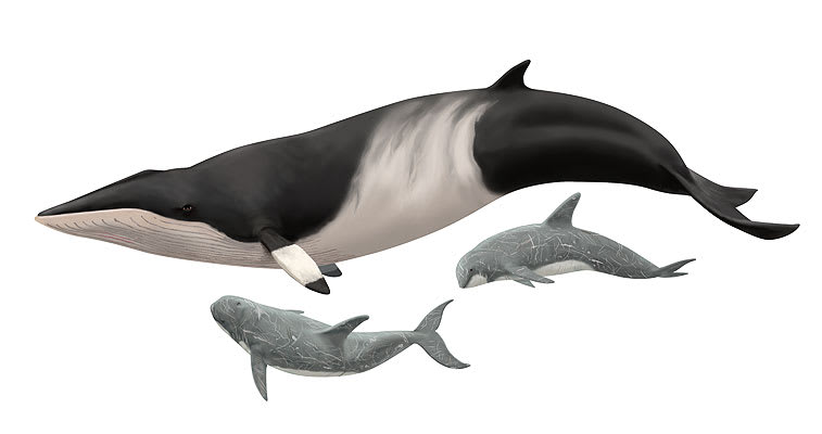 ミンククジラとハナゴンドウ あとりえ おるか