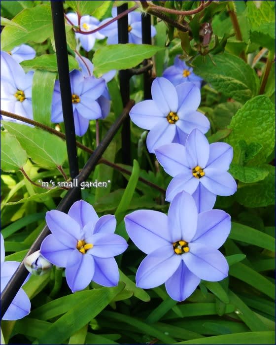 青い花と緑の苔 夕方の庭 M S Small Garden Milky Mamaの小さな庭