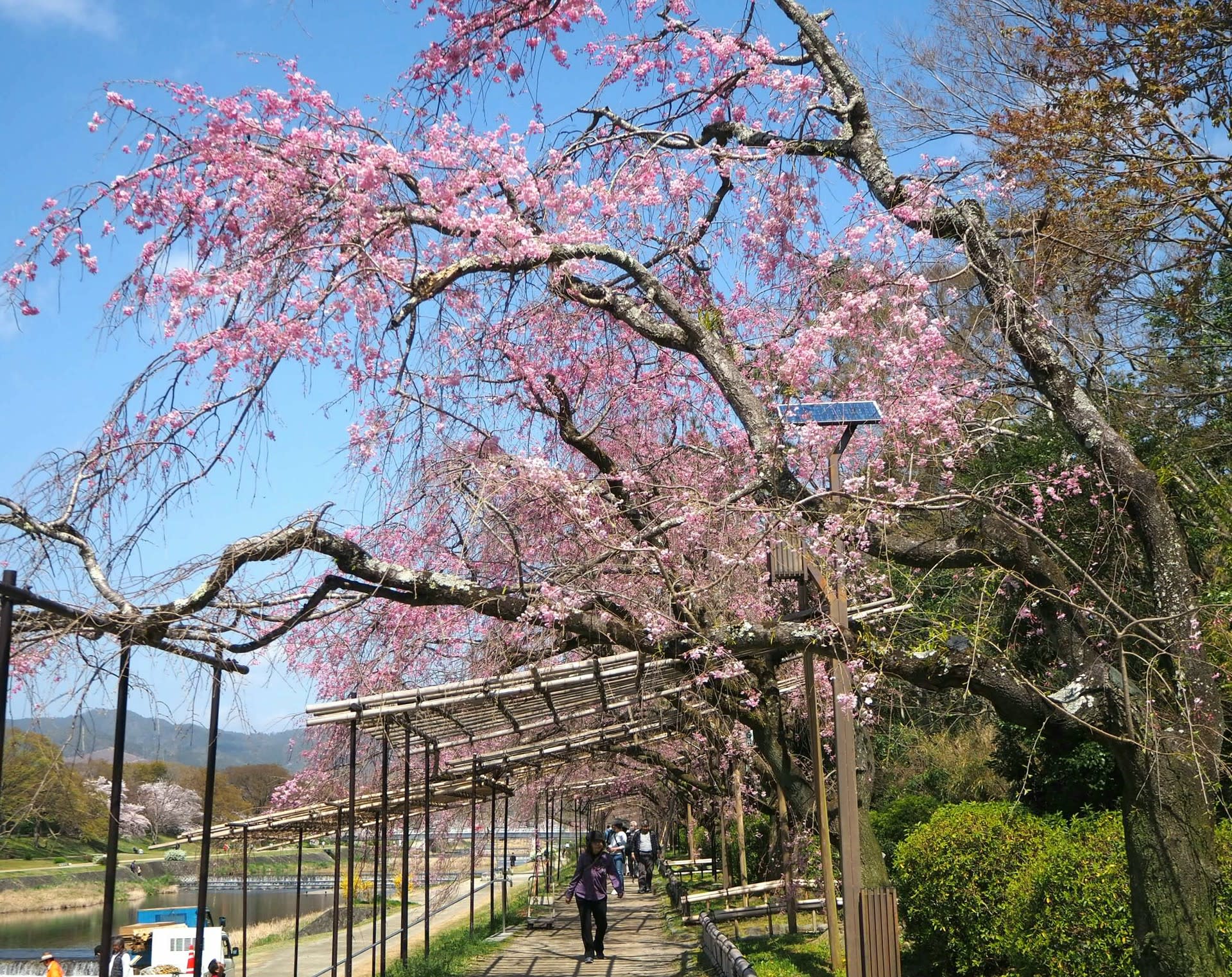 半木の道の八重紅しだれ桜 京都で定年後生活