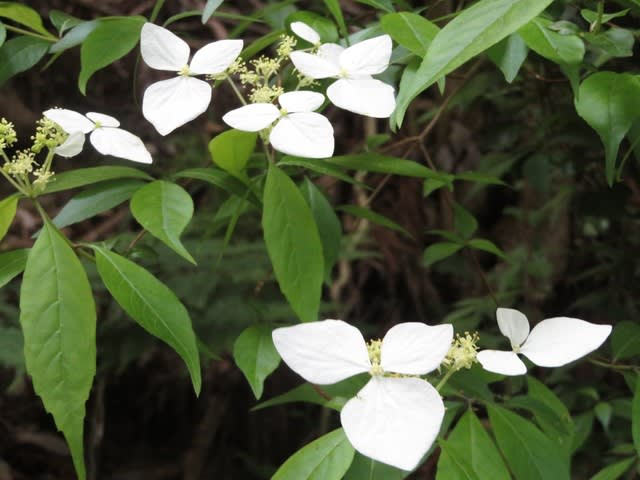 高尾山の全山を飾っていたヤマアジサイ 野の花 庭の花