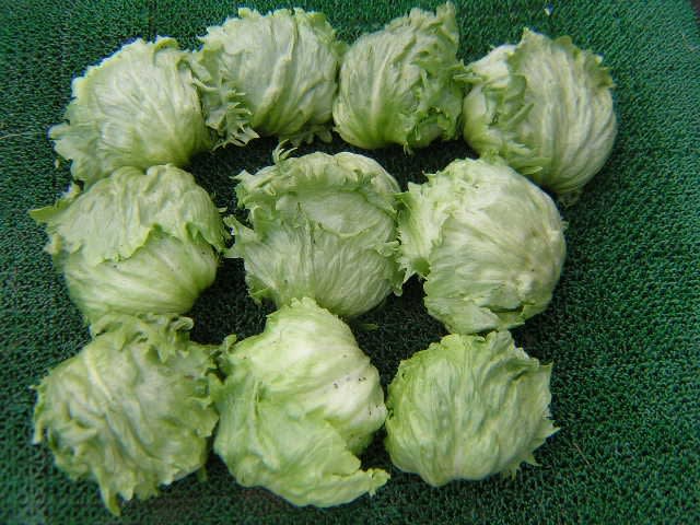 レタス収穫 気まぐれ爺じの自己満足家庭菜園 写真